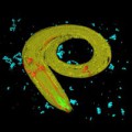 Nematoden wie Caenorhabditis elegans ernähren sich unter anderem von Bakterien (hier blau gefärbt).