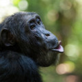 Schimpansen können die Struktur ihrer bedeutungsvollen Grunzlaute ändern. 