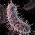 Mit Hilfe genetisch veränderter probiotischer E. coli-Bakterien lassen sich Lebertumoren durch einen Urintest nachweisen.