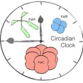 Eine auf drei Proteinen (KaiA, KaiB, KaiC) beruhende circadiane Uhr aus Cyanobakterien lässt sich in das Erbgut von E. coli einbauen.