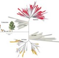 Die Grafik zeigt die Position der neu entdeckten Gruppe von Bakterien (als CPR bezeichnet) im Stammbaum des Lebens. Eine erst kürzlich identifizierte Gruppe von Archaeen (DPANN) ist ebenfalls bereits dargestellt.