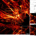 Hochaufgelöste STED-Mikroskopaufnahme zeigt Aktin-Fasern im Zytoskelett einer Zelle.