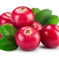 Cranberries enthalten mehrere Substanzen mit unterschiedlicher gesundheitsfördernder Wirkung.