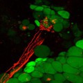 Erstmals sichtbar gemacht: Im Fettgewebe bilden Fortsätze von Nervenzellen (rot) enge Kontakte mit Fettzellen (grün).