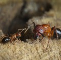 In den Kolonien der Camponotus floridanus-Ameisen unterscheiden sich die kleinen Arbeiterinnen (links) deutlich von den großen Soldatinnen (rechts).