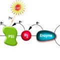 Künstliche Photosynthese: Schema der Stromerzeugung (e-) in einer photobioelektochemischen Zelle.