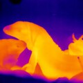 Die Aufnahme mit einer Wärmebildkamera zeigt die Körpertemperatur der Echsen im Vergleich zur Umgebung in der Höhle (gelb = ca. 31 Grad Celsius, rot = ca. 28 Grad Celsius).