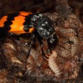 Schwarzhörniger Totengräber (Nicrophorus vespilloides) füttert seine Larven auf einem Mauskadaver.