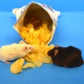Nach vier Monaten einer Ernährungsweise, wie sie in Westeuropa üblich ist, wurde die rechte Maus fettleibig, die linke dagegen nicht.
