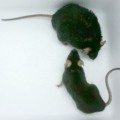 Bei fettreicher Ernährung werden Mäuse träge, noch bevor sie richtig fett geworden sind.