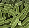 Nach dem Erwerb einer Doxycyclin-Resistenz wachsen Escherichia coli-Bakterien schneller und dichter als zuvor.