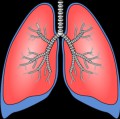 Die Lunge ist kein keimfreies Organ.