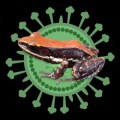 Auf der Haut des südindischen Froschs Hydrophylax bahuvistara fanden Forscher einen Wirkstoff gegen Grippeviren (Schemazeichnung eines Influenzavirus im Hintergrund).