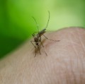 Stechmücken sind wahre Plagegeister.