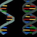 Die Nukleinsäure RNA (links) ist ähnlich aufgebaut wie ein Einzelstrang der DNA (rechts).