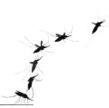 Fotomontage vom Abflug einer Stechmücke nach der Blutmahlzeit
