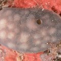 Der Nierenschwamm Chondrosia reniformis zählt zu den Hornkieselschwämmen, die unter anderem im Mittelmeer vorkommen.