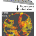 Schema eines molekularen Kraftmikroskops: Die Bewegungen einer lebenden Zelle verformen künstliche DNA-Stränge wie winzige Federn. Als Ergebnis entsteht eine Art Landkarte der wirkenden Zellkräfte.
