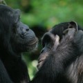 Schimpansen und Bonobos nutzen Gesten, um einen anderen zur Fellpflege aufzufordern.