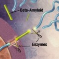 Das Beta-Amyloid-Peptid entsteht durch enzymatische Spaltung eines Vorläuferproteins.