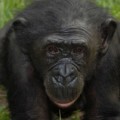 Bonobos und Schimpansen sind die engsten noch lebenden Verwandten des Menschen.