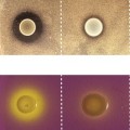 Eine Kolonie von Lactococcus lactis hemmt das Wachstum von Vibrio cholerae auf der Agarplatte (linke Spalte), nicht aber dann, wenn der Stamm keine Säure freisetzt (rechte Spalte). Gelbfärbung zeigt Säurebildung an (untere Zeile).