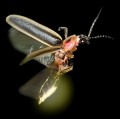 Der Leuchtkäfer Photinus pyralis nutzt die Biolumineszenz nicht nur zur sexuellen Kommunikation, sondern auch als Warnsignal zur Abschreckung von Fledermäusen.