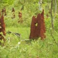 Termitenhügel im tropischen Norden Australiens wirken als Biofilter, die Methan abfangen.