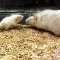 Bestandteile des Blutes junger Mäuse (links, 15 Tage alt) können nachlassende Hirnfunktionen alter Mäuse (rechts, 15 Monate alt) reaktivieren.