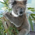 Bei der Wahl ihrer Nahrung sind Koalas von Natur aus völlig unflexibel.