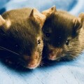 Nur bei weiblichen Mäusen fördert Metformin die Heilung von Hirnverletzungen.