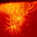 Neuronen im Gehirn können über Synapsen erregende oder hemmende Signale auf andere Hirnzellen übertragen.