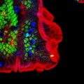 Zweiphotonenaufnahme an einem Schnitt durch einen Mausdarm (Zellkerne grün, Schleim der Becherzellen blau)
