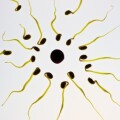 Mit zunehmender Zahl an schnell und ausdauernd beweglichen Spermien steigt die Chance auf Befruchtung der Eizelle.