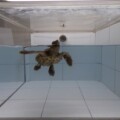 Unechte Karettschildkröte (Caretta caretta) im Versuchsbecken beim Atemholen