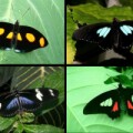 Nanosäulen sind für die tiefschwarze Färbung von Schmetterlingsflügeln verantwortlich.