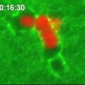 Cytotoxische T-Zellen (rot) wandern in Kanälen durch eine Kollagenschicht (grün).