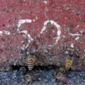 Asiatische Honigbienen (Apis cerana) haben im Eingangsbereich ihres Nestes Fäkalien angebracht.